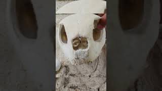 这难道就是传说中~外星人的摩托车头盔吗？