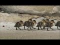 Mother duck and ducklings in the street