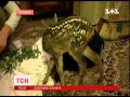 Угорські захисники тварин рятують оленятко