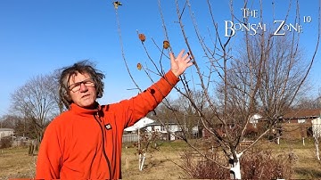 Pruning Orchard trees and a Small Ficus, Part 1, The Bonsai Zone, Dec 2023