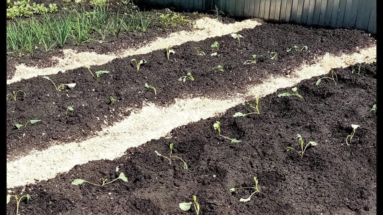 Посадка Разных Сортов  Капусты в ОТКРЫТЫЙ ГРУНТ.   21 мая 2021г.