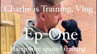 Ep1 Follow Charlie's training from 14 weeks working English Cocker,Springer Spaniel gundog training