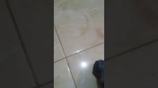 Batu Badar Emas (Bornet) Asli dari Tembagapura Timika Papua,,, Ingin Dilepas Harga Pasar.