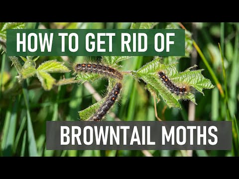 วีดีโอ: 3 วิธีในการฆ่าแมลงวันผลไม้