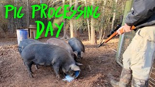 Homestead Pig Processing
