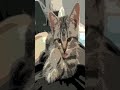 Affectionate cats 😂 #shorts Cool Funny video by CUCUMBE