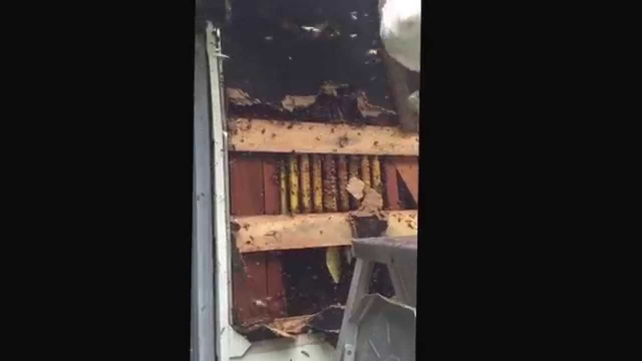 coyotes don edwards Beehive removal Dallas Fort Worth beeremovaldfw.com 972-954-9244 817-606-7607