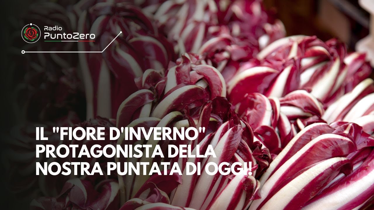 Il "Fiore d'Inverno" protagonista della nostra puntata di oggi! 🌸❄️