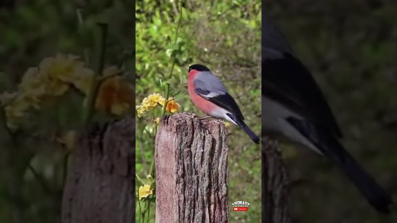#shortbouvreuil qui chante joli oiseau rouge et noir HDvidéo - YouTube