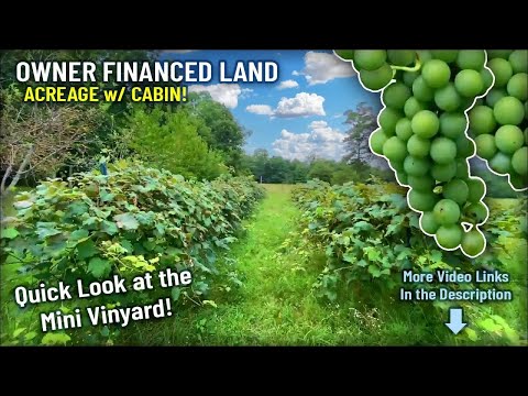 Quick Look at the Grape Vines - 21 Acres of Owner Financed Land with Cabin - JJ03B