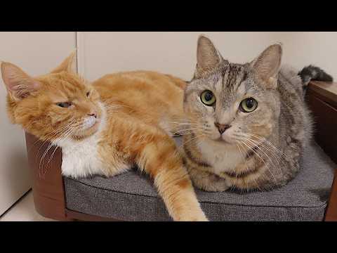 仲良くベッドで寛いでいる猫ズ。