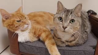 仲良くベッドで寛いでいる猫ズ。