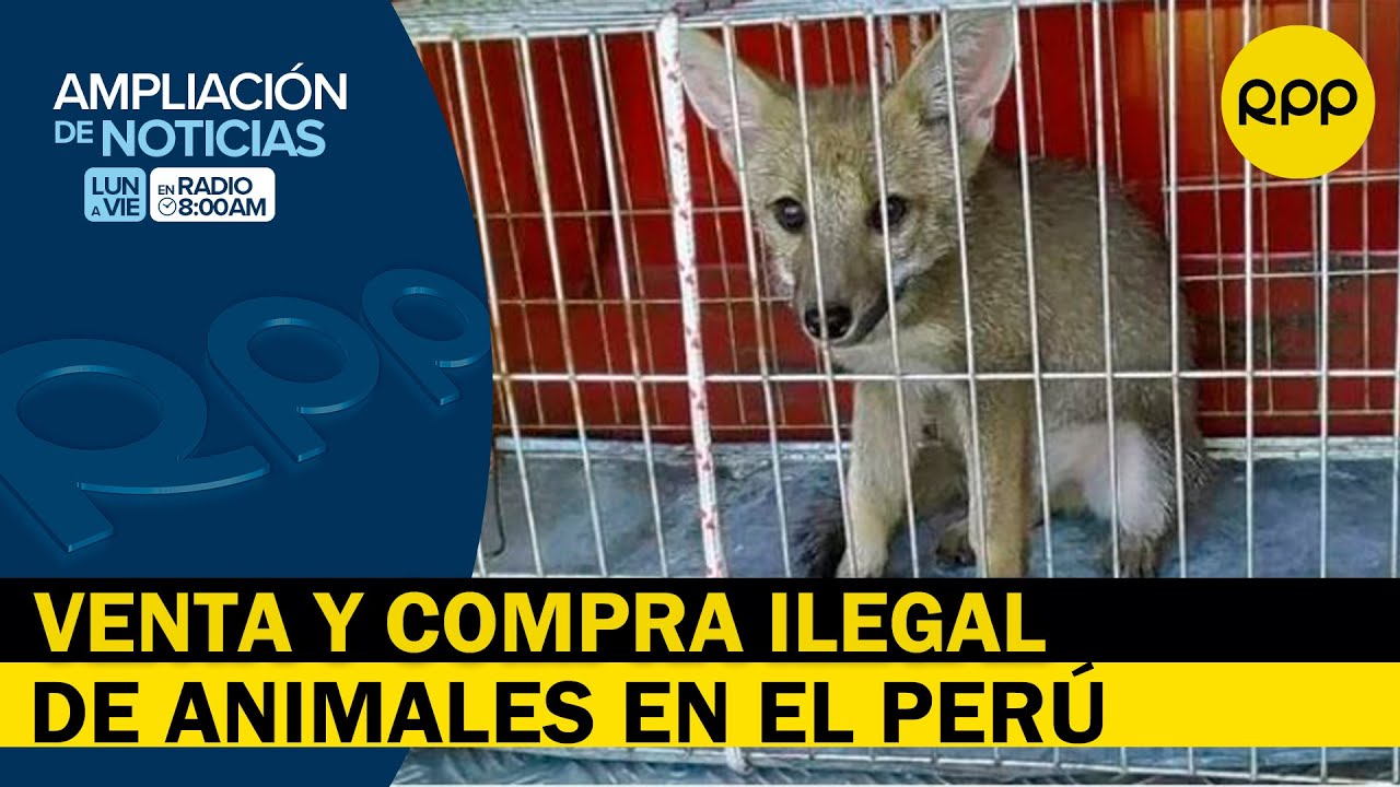 Perú ¿qué Dice La Ley Sobre La Venta Y Compra Ilegal De Animales