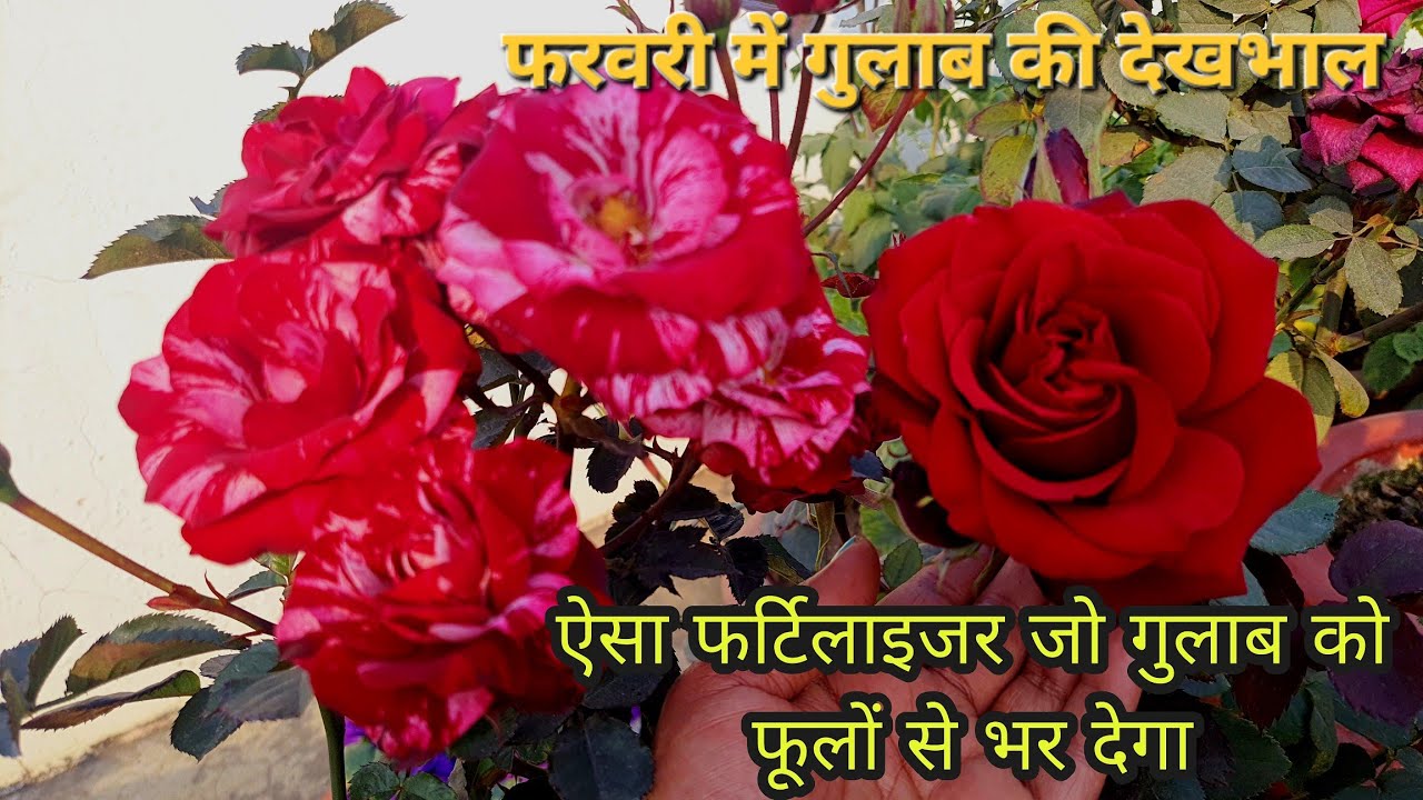 फरवरी में गुलाब को दीजिए ये खाद , आएंगे ढेरों फूल , कलियां और होगी जबरजस्त ग्रोथ | Rose Fertilizer |