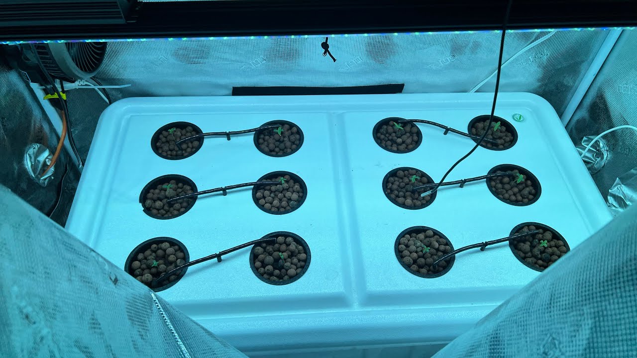 HOW TO TRANSPLANT: And 1st Feed 