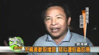 990908木麻黃斷裂擋路 疑似遭蛀蟲咬損