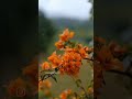 "Nature paradise"Pure beauty "Travel vibes" short vedio" "lizyammasworld" "Malayalam"