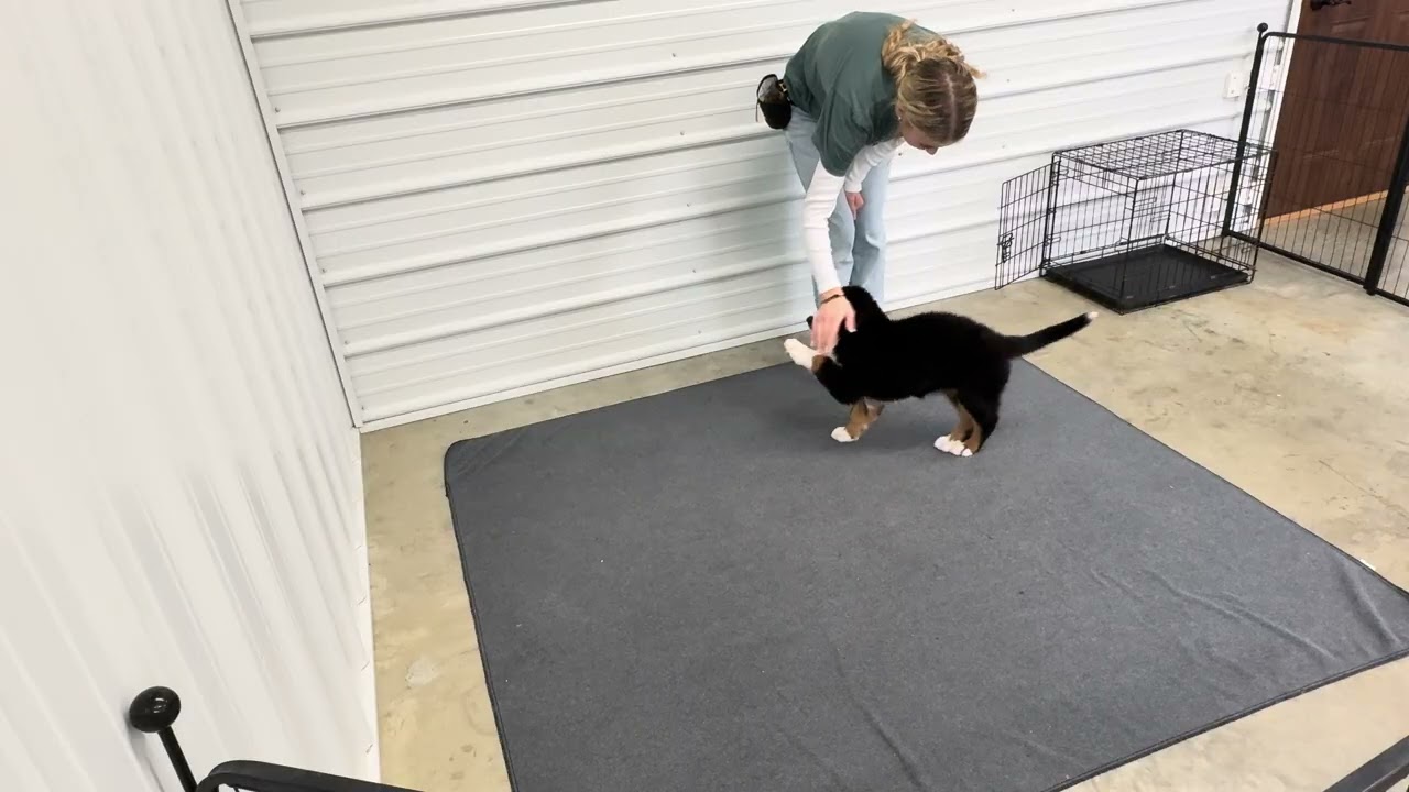 Greta - Transitional training showcase video