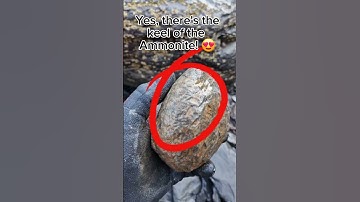 Big Chunky Fossil Nodule! 🌊🪨🤗 #fossilhunting #fossils #shorts #coast #rock #sea #beach #ammonite