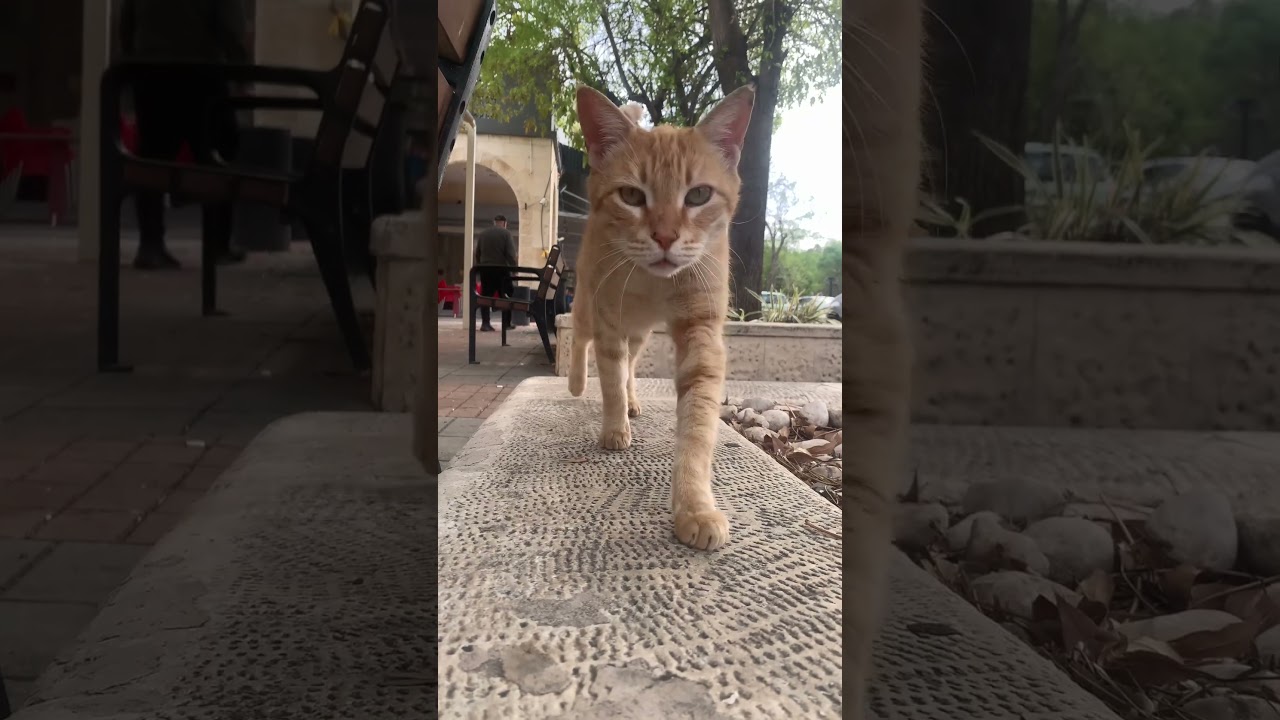 Ginger Cat doing the cat walk like a pro