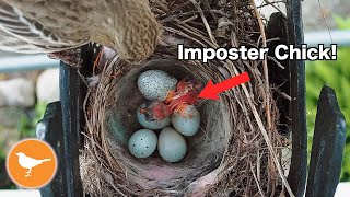 Finch Nest Parasitized by Cowbird!