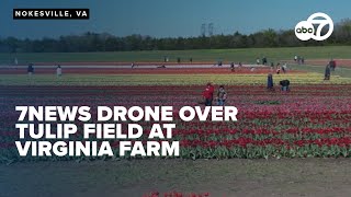 Tulip season in full bloom at Burnside Farms in Nokesville, Virginia! | 7News Drone