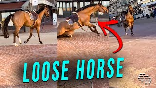Loose Horse Slips and Falls Close to the Beach as Bystanders Watch