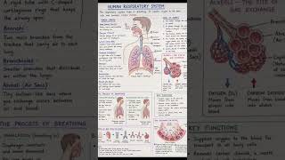 🔥 Human Respiratory System in 60 Seconds | class 10 Science  Board Exam 2026 | Full Revision #shorts