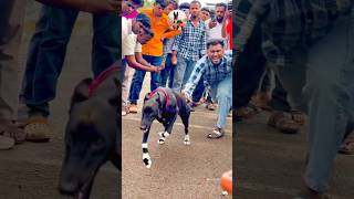 kolhapur dog race || dog res || Dog racing kolhapur || #shorts