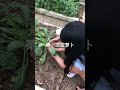 泽泽拔萝卜～第一次体检拔萝卜的滋味～棒棒呐^_^