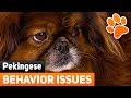 Pekingese Behavior Issues - 5 Tips For Taming Aggression In Pekingese Dogs