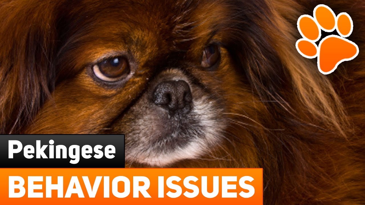 are pekingese aggressive