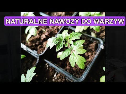 Wideo: Centra handlowe w Murmańsku. Nazwy i opis