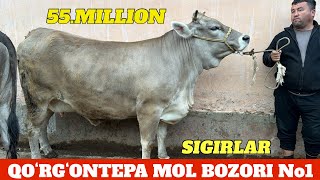 QOʻRGʻONTEP MOL BOZORI SIGIR BOʻGʻOZ NARXLAR BOZOR OSHMOQDA 24 мая 2026 г.