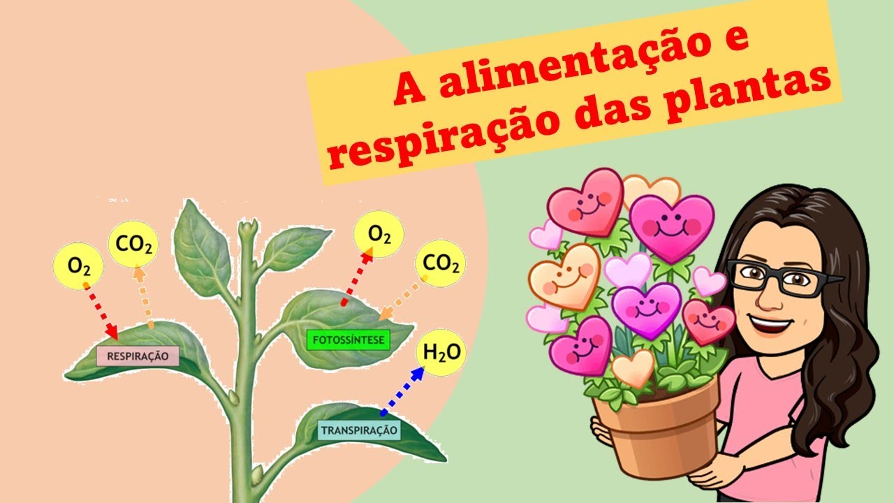 Alimentação e respiração das plantas - Ensino Fundamental I - YouTube