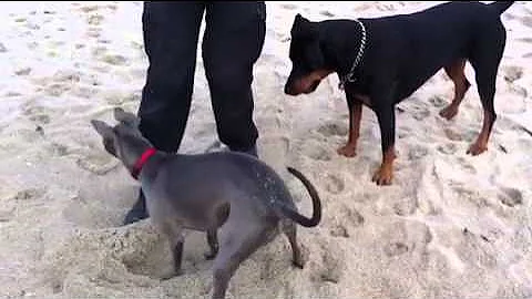 Doberman & Whippet - Sultan & Charlie!