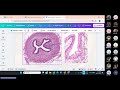 REPASO EXAMEN FINAL DE HISTOLOGIA 