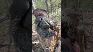 Missing the weekend right about now#turkey #hunting #outdoors#turkeyhunting