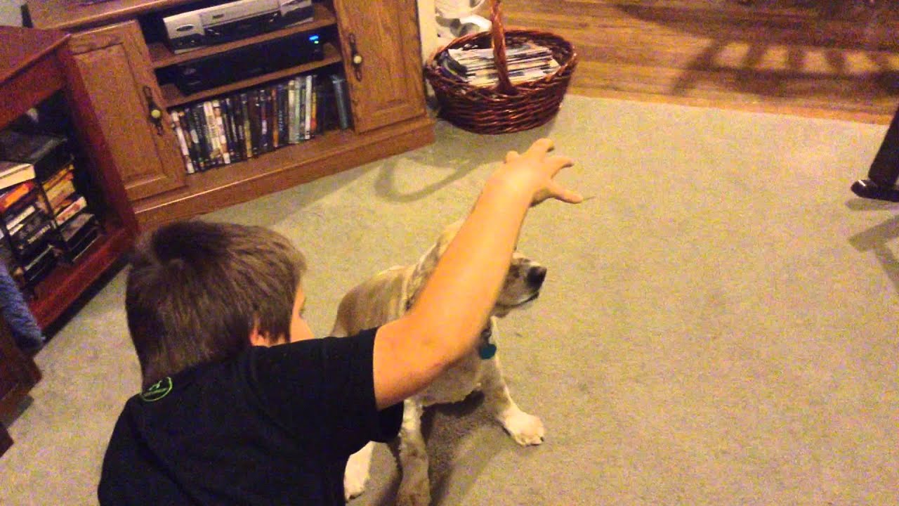 Funny pet video - YouTube