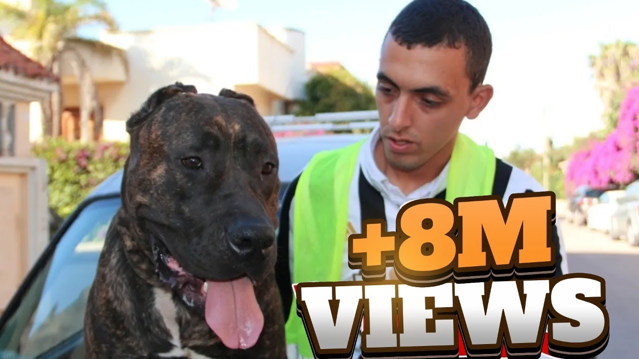 الكلب الذي أبكى شرطي 😢..