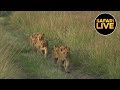 safariLIVE - Sunrise Safari - July 17, 2019