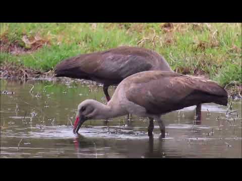 Probe foraging methods: how do Hadeda Ibises find prey hidden in the soil or under the water?