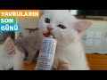 YAVRU KEDİLERDE SON GÜN (Yavru Kedilerimiz Yeni Evlerine Gittiler)