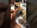 お話 #とんちゃん #ぺっぺこぺー