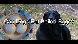 boiled egg is good for dog