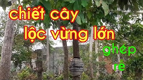 Cách Chiết cành lớn hoành 60cm | cây lộc vừng | ghép rễ