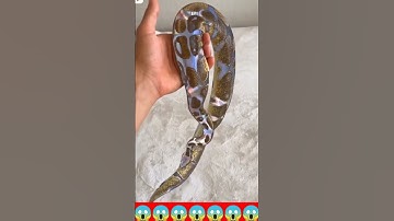 mystery #jaimahakal #bholenath #mystery#python#snake