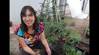 Ciclo de cultivo y fenología, ¿qué son? Ciclo de cultivo y fenología, ¿qué son?