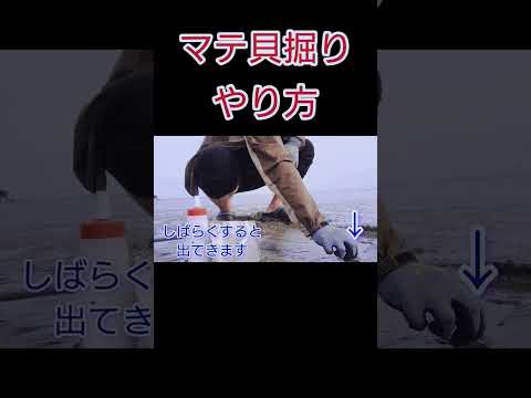 【潮干狩り】マテ貝堀りに行ってみたら…。　#北九州釣り #マテ貝 #潮干狩り #マテ貝掘り