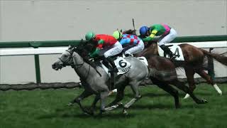 2026 9 13 メイクデビュー阪神(新馬戦)　キリマンジェロタフ（坂井 瑠星）　マイネルグリモア（国分 恭介）　マガスティール（亀田 温心）　アーデルプレミア（北村 友一）　他